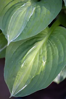 Hosta: Hosta