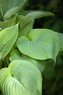 Hosta: Hosta