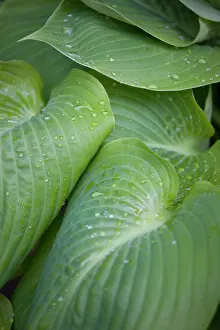 Hosta: Hosta