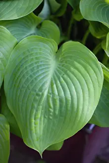 Hosta: Hosta