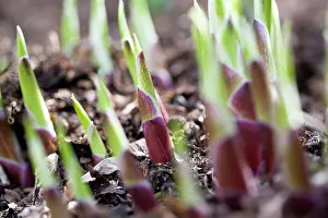 Hosta: Hosta