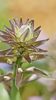 Tough: Hosta, spikey flowerhead not yet opened