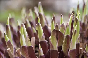 Sprouting: Hosta, Spring shoots of a mature plant sprouting
