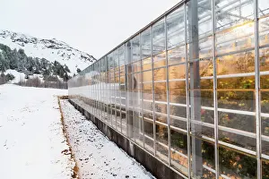 Warmth: Hothouses, greenhouses in Hveragerdi in