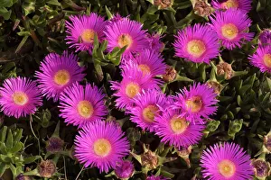 Figs: Hottentot Fig