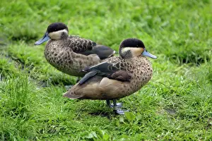 Hottentot: Hottentot Teal - 2 ducks resting