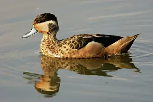 Hottentot: Hottentot Teal - on water