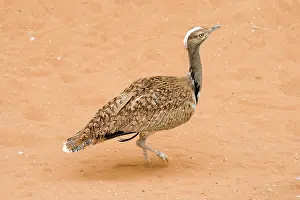 Undulata: Houbara Bustard