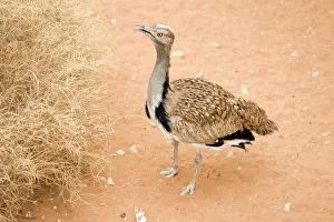 Houbara Bustard