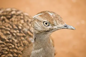 Undulata: Houbara Bustard
