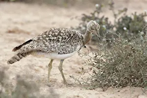 Bustard: Houbara Bustard