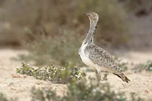 Bustard: Houbara Bustard