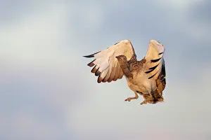 Bustard: Houbara Bustard