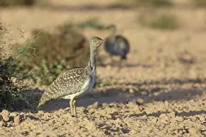 Bustard: Houbara Bustard