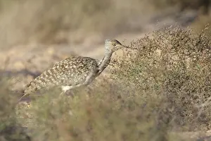 Bustard: Houbara Bustard