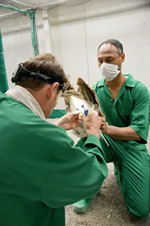 Undulata: Houbara Bustard - female being inseminated