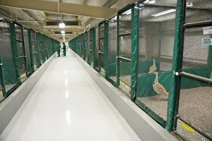 Undulata: Houbara Bustard - males in pens at breeding centre