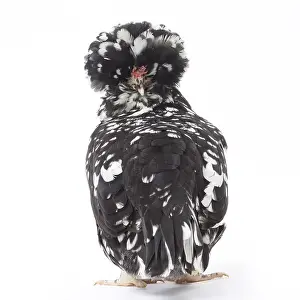 Hairstyle: Houdan naine Chicken Hen