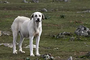 Communities: Hound Dog guard sheep in Extremadura Spain