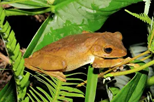 Polypedates: Hour-glass Tree Frog