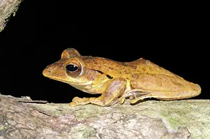 Polypedates: Hour-glass Tree Frog