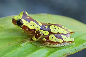 Hourglass: Hourglass Tree Frog