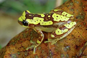 Hourglass: Hourglass Tree Frog