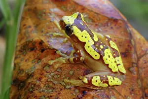 Hourglass: Hourglass Tree Frog