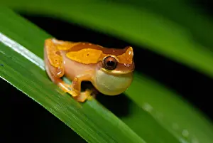 Treefrog: Hourglass Tree Frog (Dendropsophus ebraccatus)