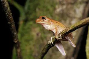 Hourglass: Hourglass treefrog