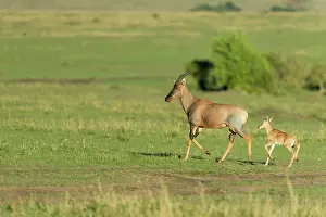 Topi: few hours after birth