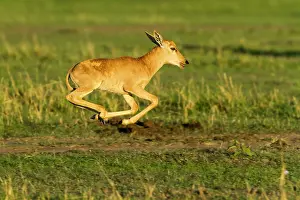 Topi: few hours after birth