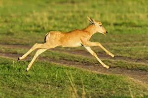 Topi: few hours after birth
