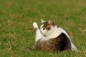 Preen: House cat cleans up in a meadow
