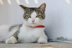 Tomcat: House cat with collar