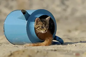 Sibling: House cat, kitten in old blue watering can