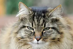 Catus: House cat, long-haired, tabby, portrait