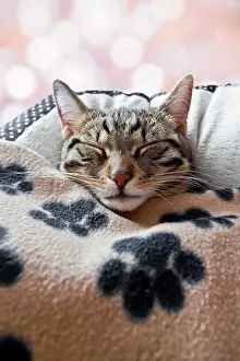 Ceiling: House cat sleeps under a blanket