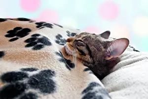 Ceiling: House cat sleeps under a blanket