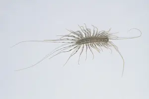 Household: House Centipede