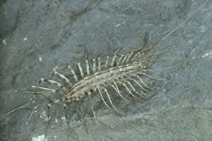 Household: House Centipede