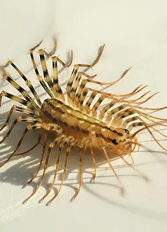 Centipede: House Centipede
