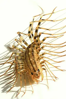 Centipede: House Centipede