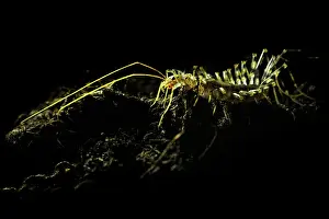 Centipedes: House Centipede