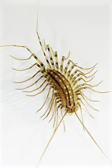 Centipede: House Centipede