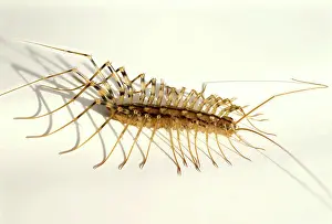 Centipede: House Centipede