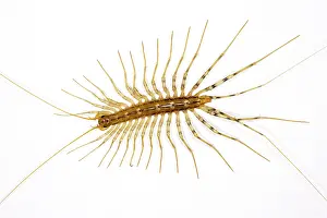 Centipedes: House centipede - on a bedroom wall; originally