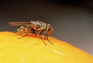 Housefly: House / Cluster Fly - on orange