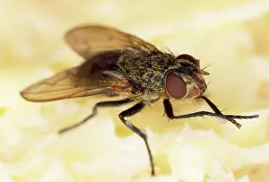 Bread: House / Cluster Fly - on white bread
