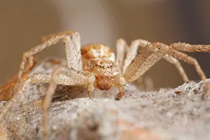Dispar: House Crab Spider